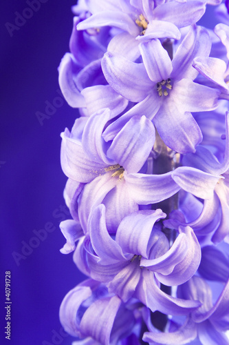 blue flower hyacinth