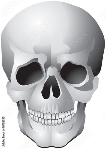 Human Skull realistic vector illustration