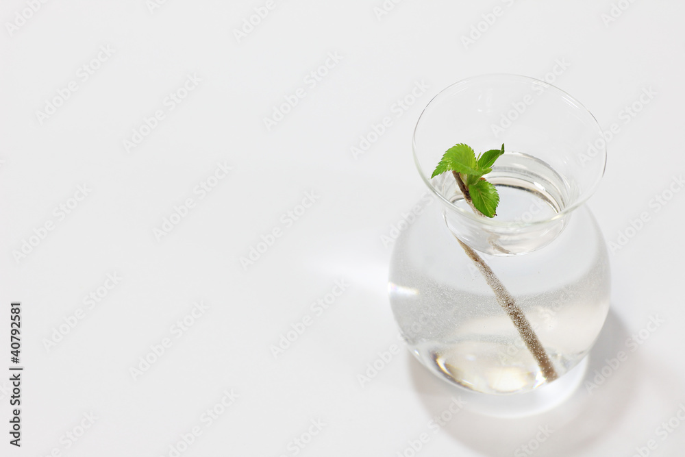 一輪挿しの青葉