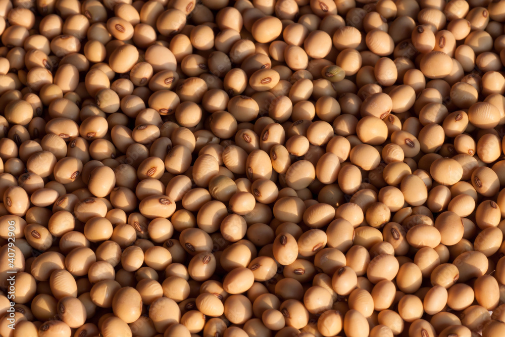 soybean soybean