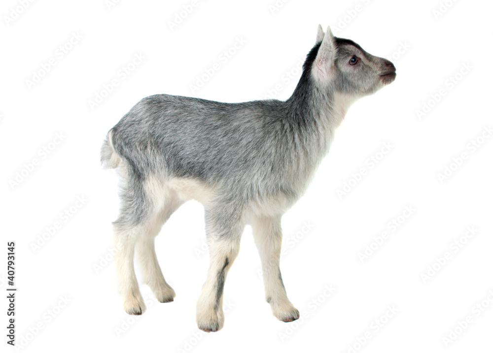 gray goat isolated