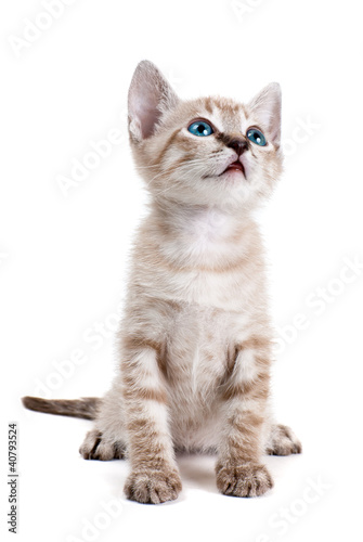 Little kitten isolated on the white background