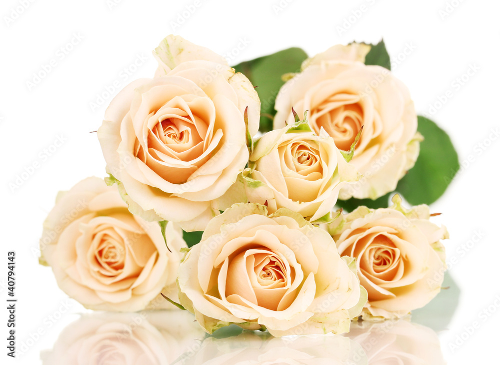 Beautiful roses isolated on white