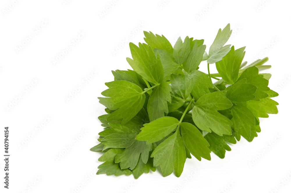 Liebstöckel StockFoto Adobe Stock