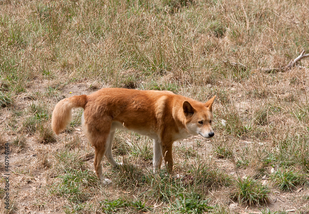 Dingo strolling through rough grass Dingo strolling through rough grass