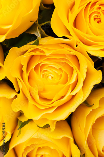 Yellow roses background