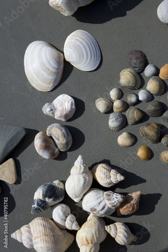 Muschelsammlung