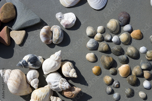 Muschelsammlung
