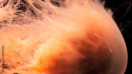Aquatic jellyfish
