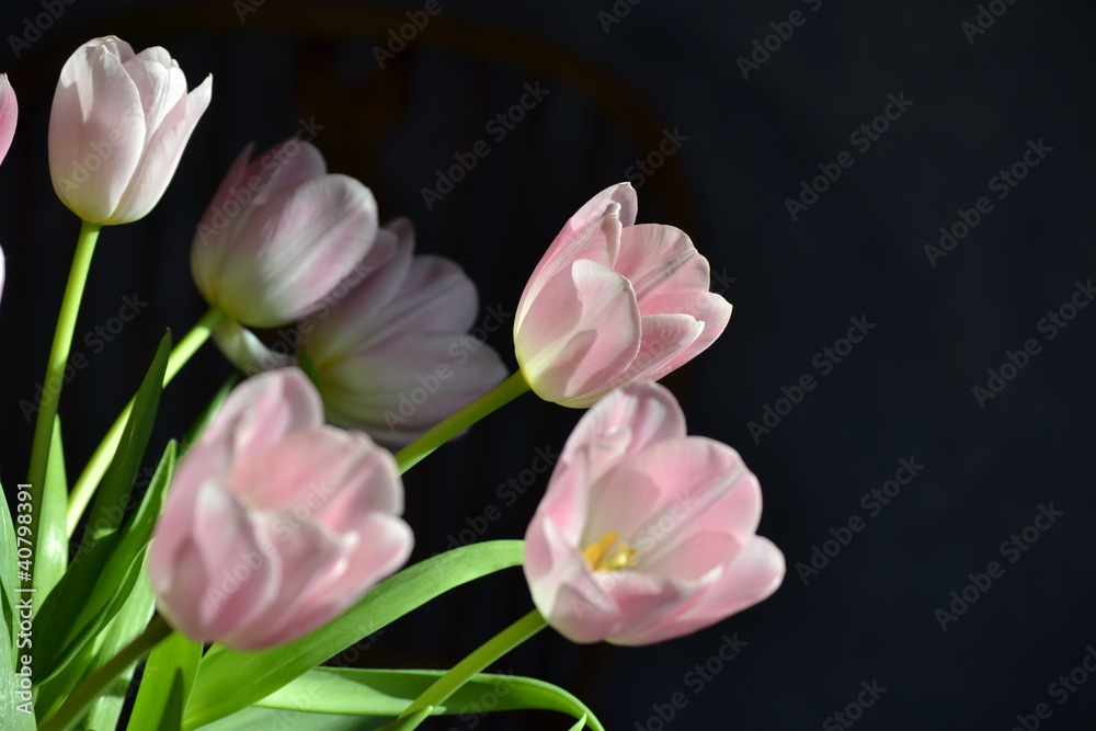 Naklejka premium Tulpen