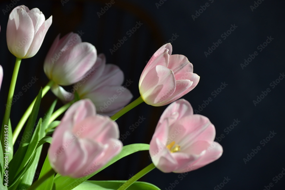 Fototapeta premium Tulipany