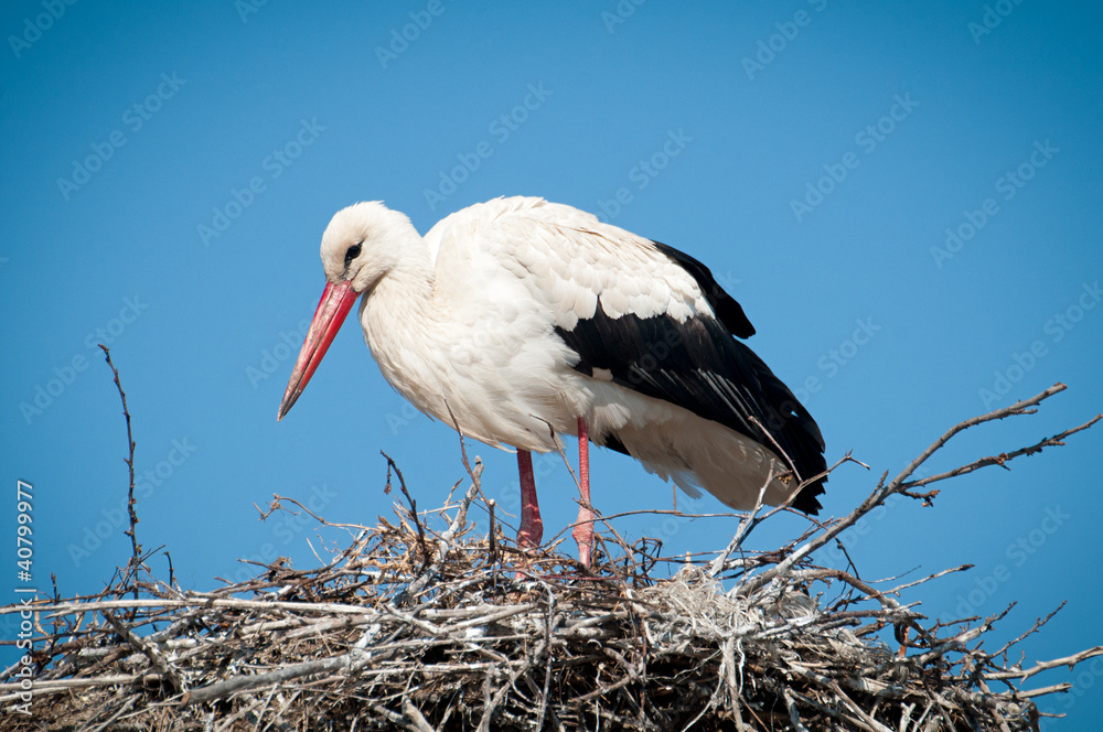 Fototapeta premium white stork ( ciconia ciconia ) standingin a nest