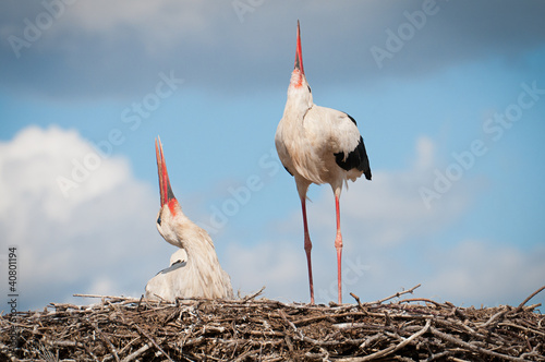 Two white storks ( ciconia ciconia ) standingin a nest photo