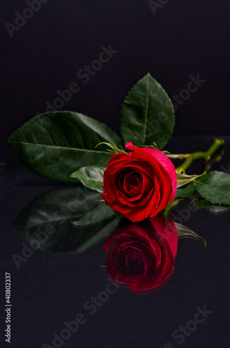 Red rose