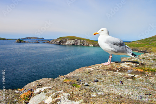 Seagulls on the irish coast - Co. Kerry,  Peninsula in Ireland.