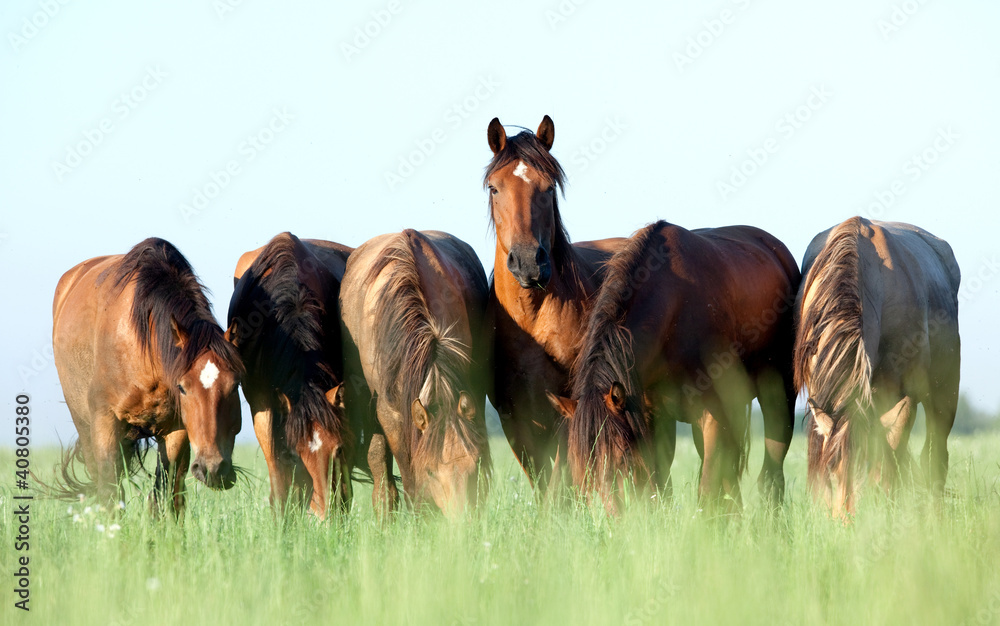 Group of wild horses in field at morning.