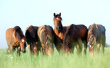 Group of wild horses in field at morning.