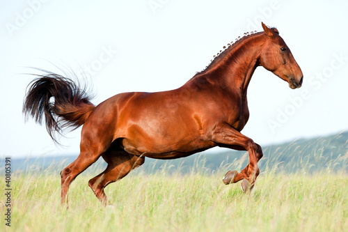 Murais de parede Chestnut horse runs gallop in field