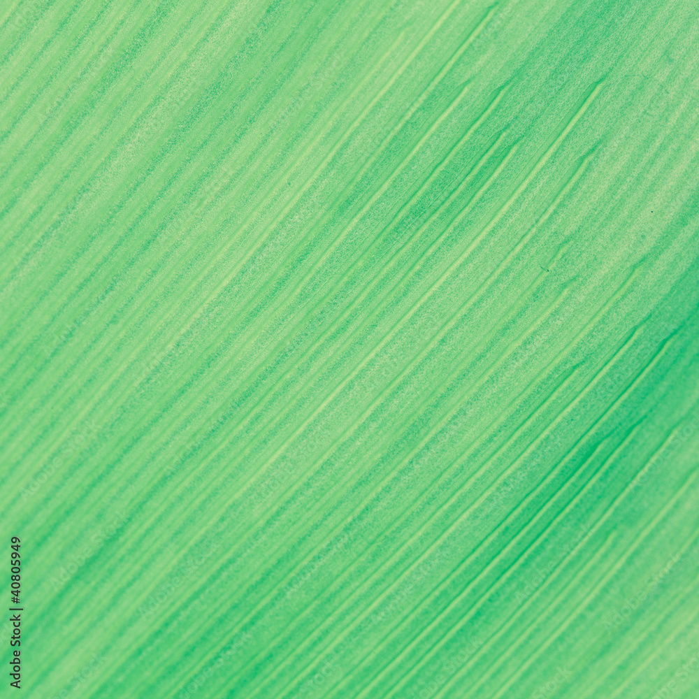 Texture background of backlight fresh green Leaf. Texture background of backlight fresh green Leaf.
