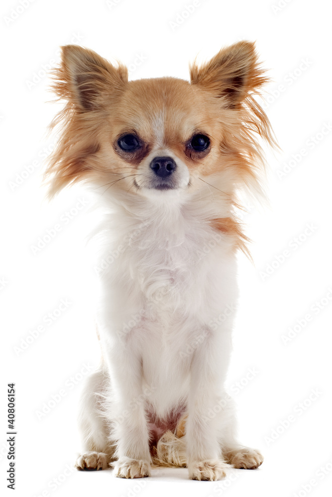 chihuahua poil long chihuahua poil long