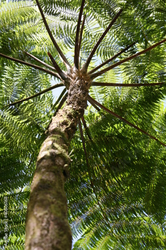 Baumkrone im Regenwald