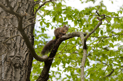 Eichhörnchen am Baum