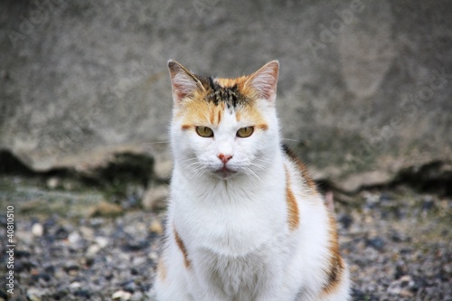 Chat dans le rue pose