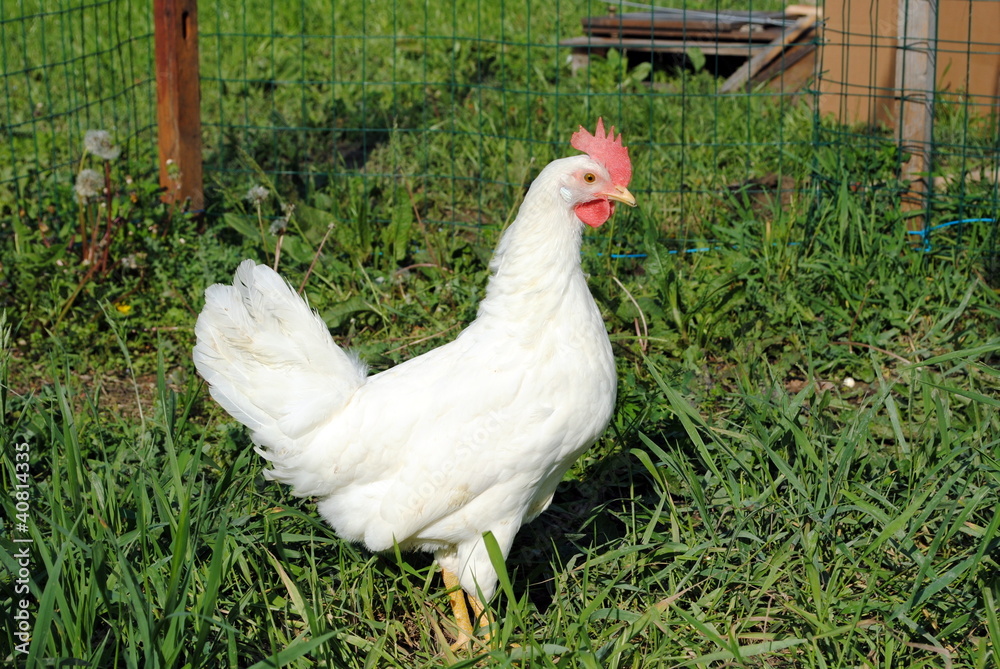 white hen walks in a green garden white hen walks in a green garden