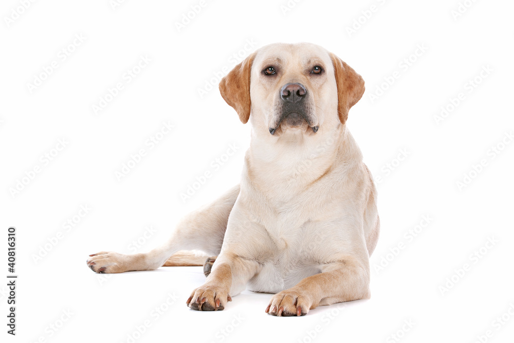 Labrador Retriever Labrador Retriever