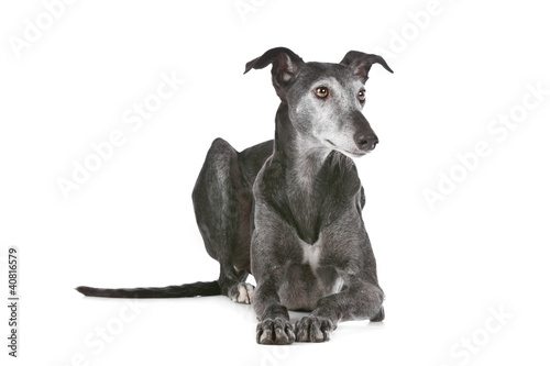 Fototapete Old greyhound