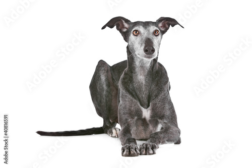 Tableau sur toile Old greyhound