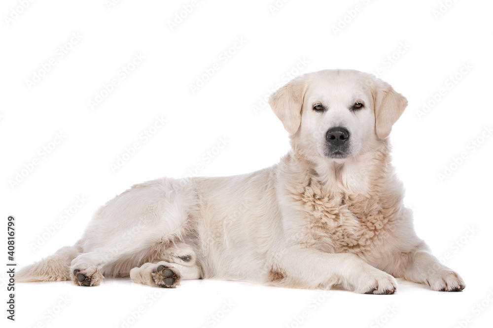 Golden Retriever Golden Retriever