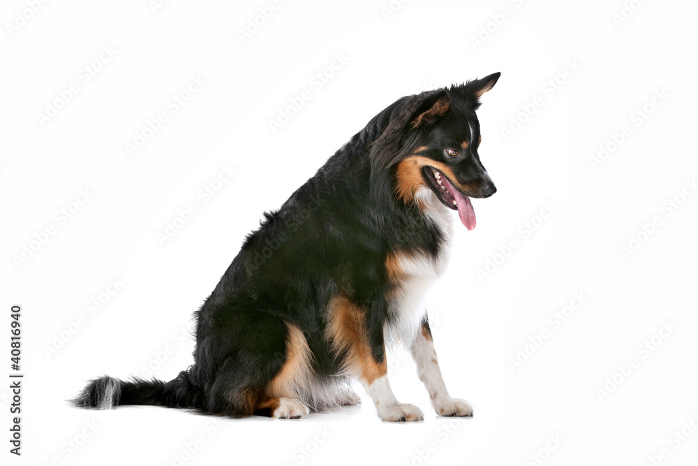 Fototapeta premium Border Collie