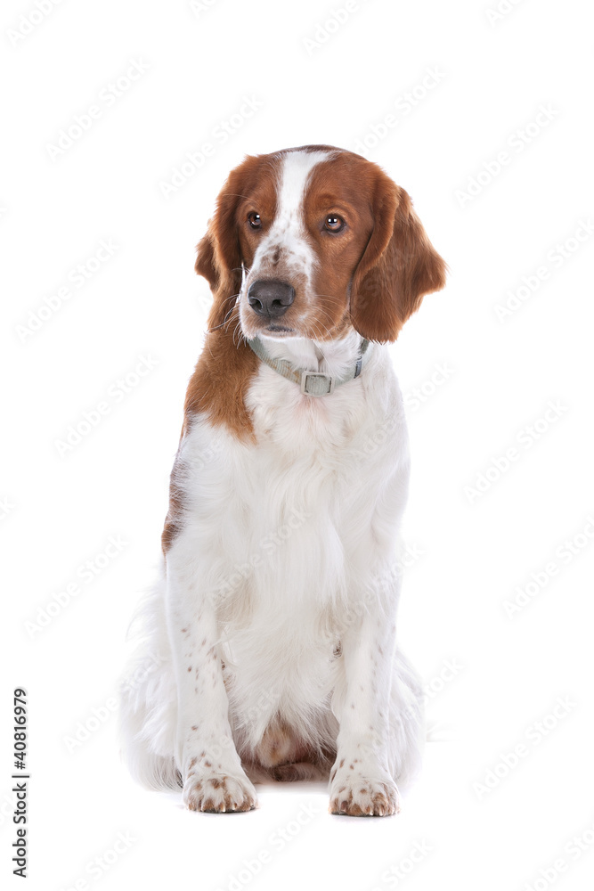 Springer Spaniel