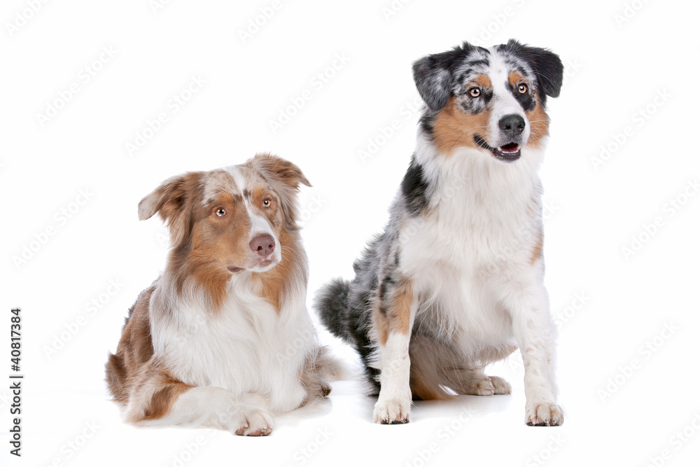 Two Australian Shepherd dogs