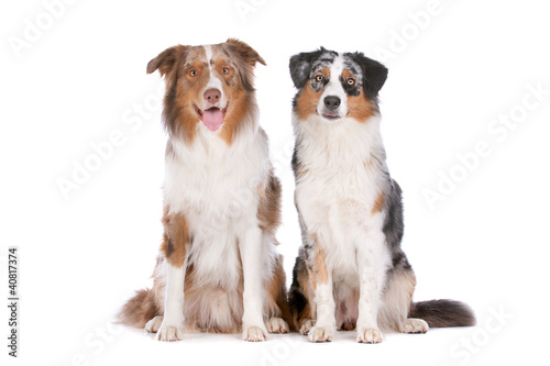 Tablou pe pânză Two Australian Shepherd dogs