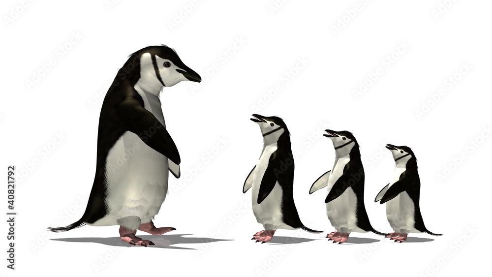 ペンギン ペンギン