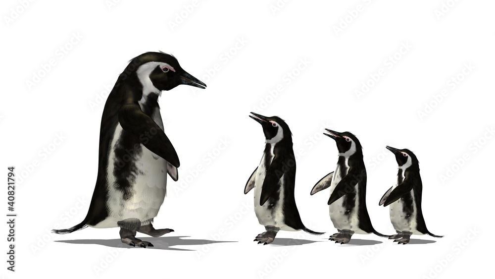 ペンギン ペンギン