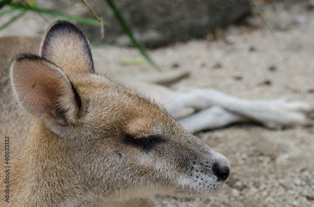 Fototapeta premium アカカンガルーの子供 横向き アップ