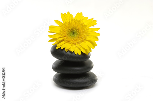 Macro of yellow flower on stones on white