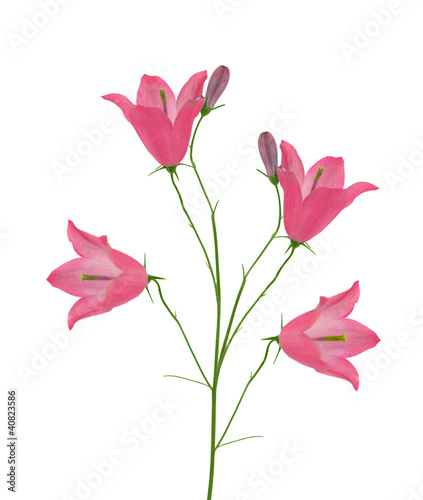 light pink isolated four bellflowers