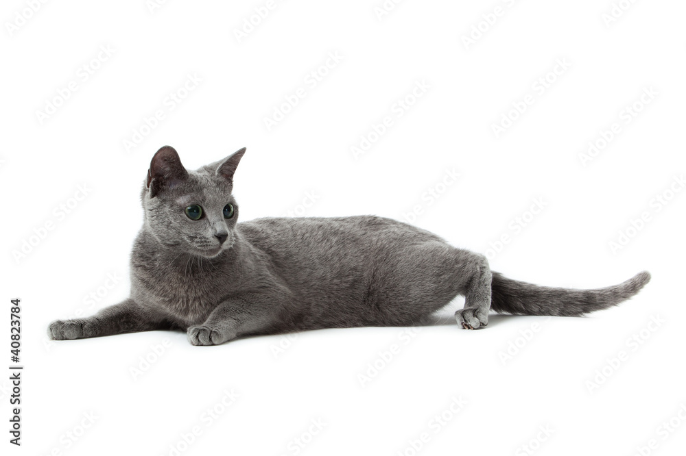 Naklejka premium Russian Blue cat on white .