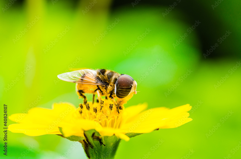 Fruit files or Flower files macro in green nature Fruit files or Flower files macro in green nature