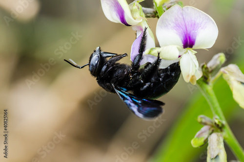 Carpenter bee macro in the nature