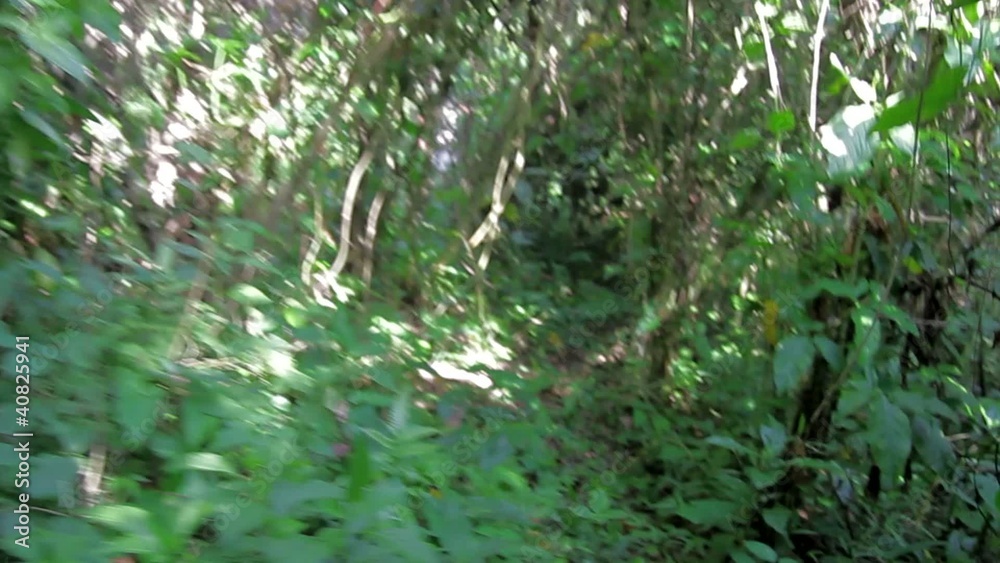 Walking in the Jungle Walking in the Jungle
