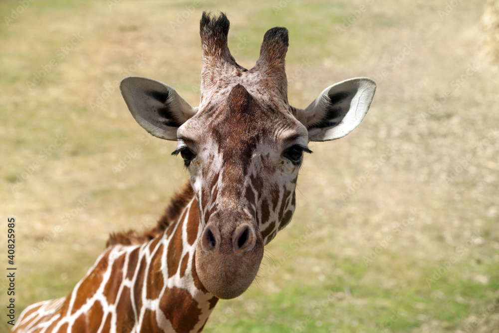 Giraffe portrait