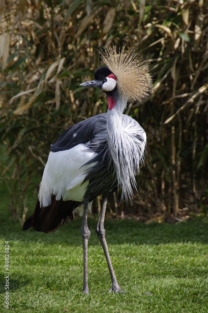 Naklejka premium Grey Crowned Crane