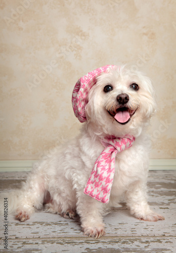 Trendy pooch