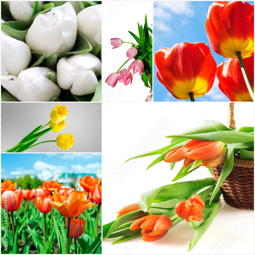 bright yellow and red tulips