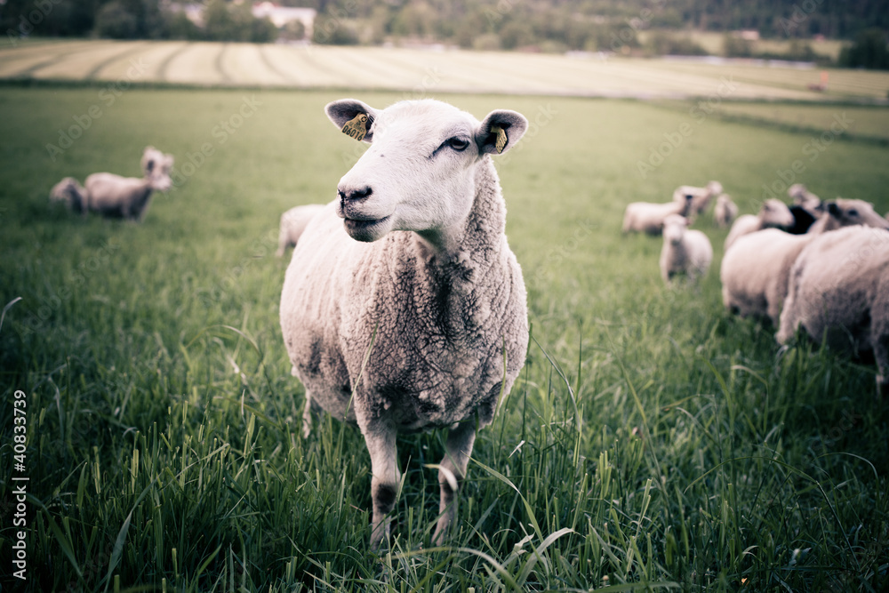Obraz premium A sheep staring into the camera